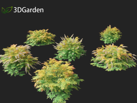 Sorbaria sorbifolia - False spiraea Modello 3D