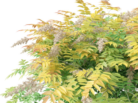 Sorbaria sorbifolia - False spiraea Modello 3D