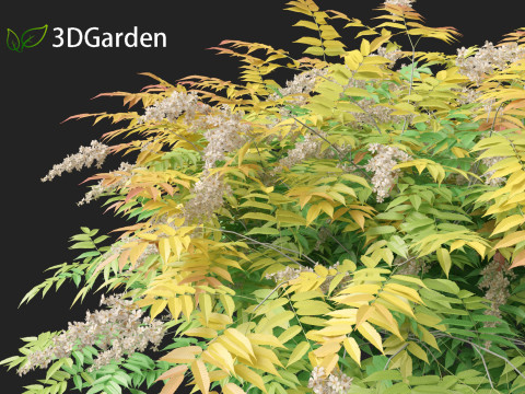 Sorbaria sorbifolia - False spiraea Modello 3D