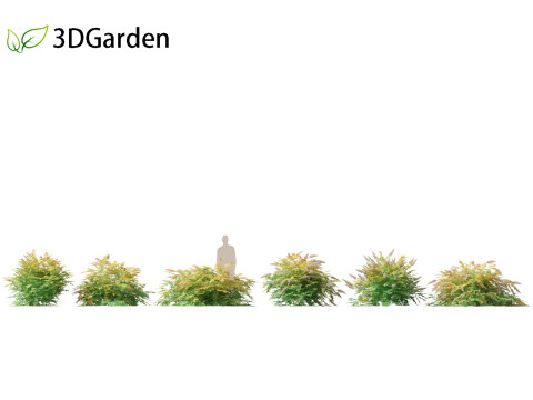 Sorbaria sorbifolia - False spiraea Modello 3D