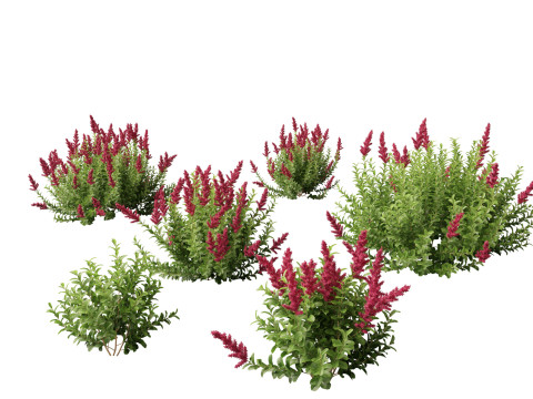 Spiraea douglasii - Western spirea 3D मॉडल