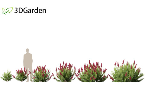 Spiraea douglasii - Western spirea 3D-Modell