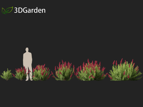 Spiraea douglasii - Western spirea 3D-Modell