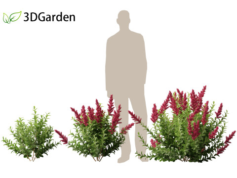 Spiraea douglasii - Western spirea 3D-Modell