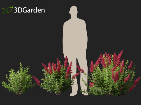 Spiraea douglasii - Western spirea 3D-Modell