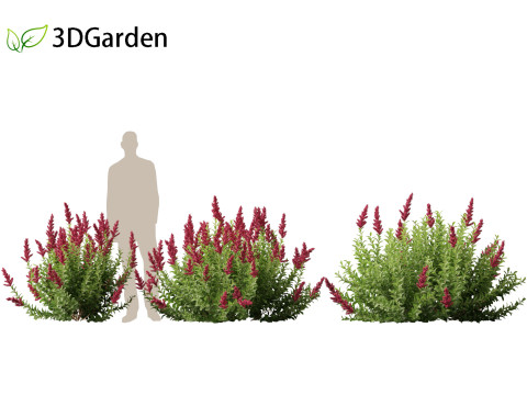 Spiraea douglasii - Western spirea 3D-Modell