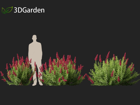 Spiraea douglasii - Western spirea 3D-Modell