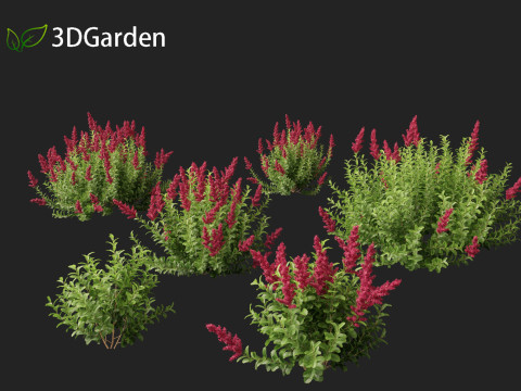 Spiraea douglasii - Western spirea 3D-Modell