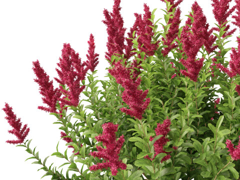 Spiraea douglasii - Western spirea 3D-Modell