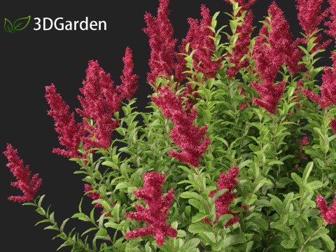 Spiraea douglasii - Western spirea 3D-Modell