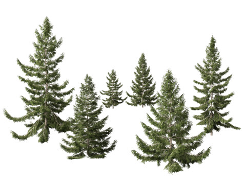 Tsuga heterophylla - Western hemlock 3D Model