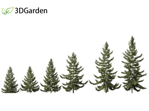 Tsuga heterophylla - Western hemlock 3D Model