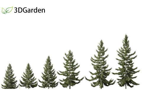 Tsuga heterophylla - Cicuta occidentale Modello 3D