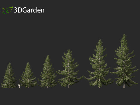 Tsuga heterophylla - Western hemlock 3D Model