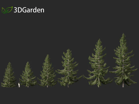 Tsuga heterophylla - Cicuta occidentale Modello 3D