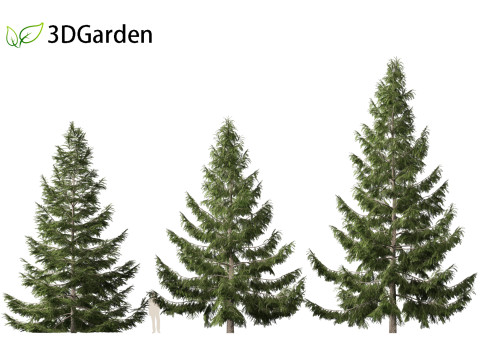 Tsuga heterophylla - Western hemlock 3D Model