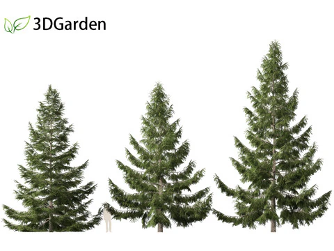 Tsuga heterophylla - Cicuta occidentale Modello 3D