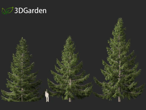 Tsuga heterophylla - Cicuta occidentale Modello 3D