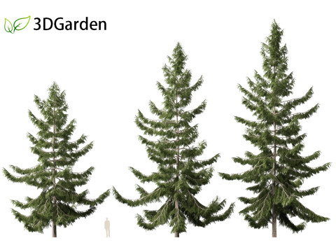 Tsuga heterophylla - Western hemlock 3D Model
