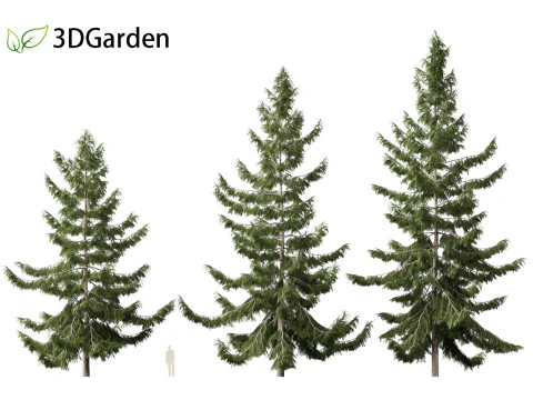 Tsuga heterophylla - Cicuta occidentale Modello 3D