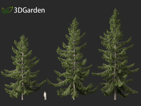 Tsuga heterophylla - Western hemlock 3D Model