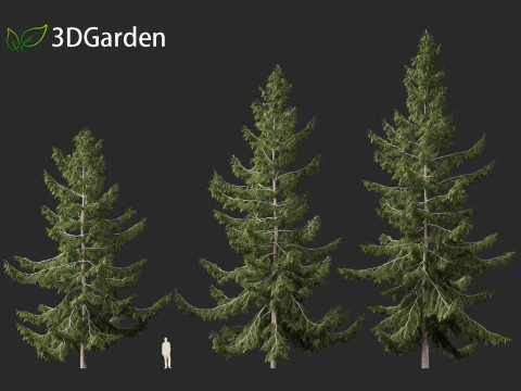 Tsuga heterophylla - Cicuta occidentale Modello 3D