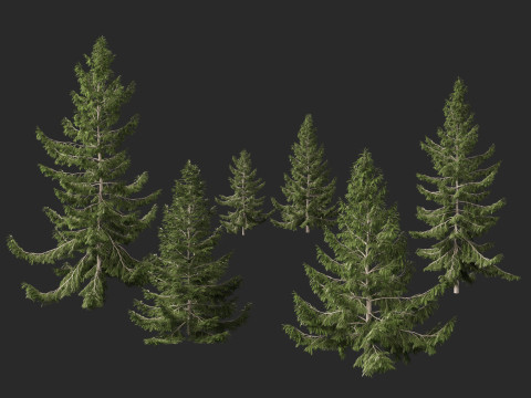 Tsuga heterophylla - Western hemlock 3D Model