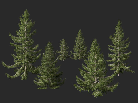 Tsuga heterophylla - Cicuta occidentale Modello 3D