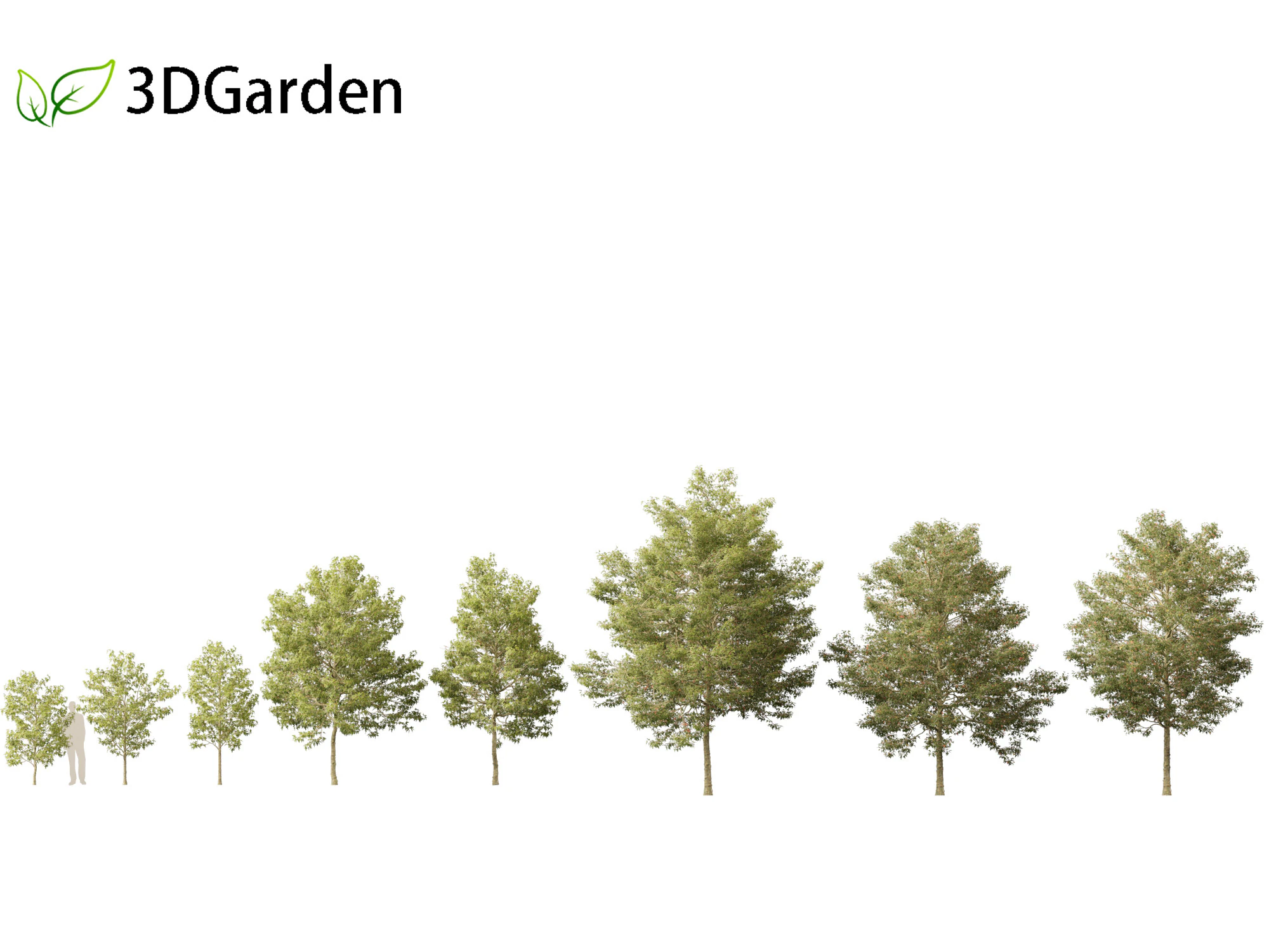 Acer buergerianum - Trident maple 3D Model .c4d .max .obj .3ds .fbx .stl .blend
