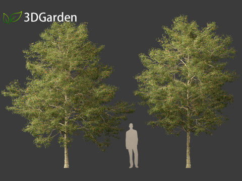 Acer buergerianum - Trident maple 3D Модель