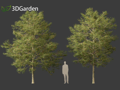 Acer buergerianum - Trident maple 3D Model