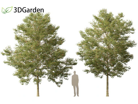 Acer buergerianum - Trident maple 3D Model