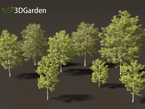 Acer buergerianum - Trident maple 3D Model