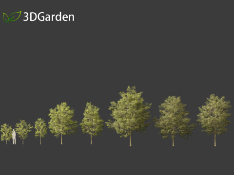 Acer buergerianum - Trident maple 3D Модель
