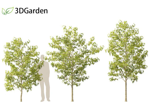 Acer buergerianum - Trident maple 3D Model