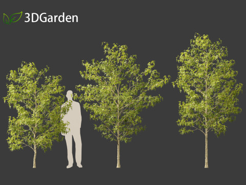 Acer buergerianum - Trident maple 3D Модель