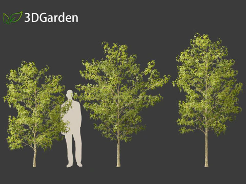Acer buergerianum - Trident maple 3D Model