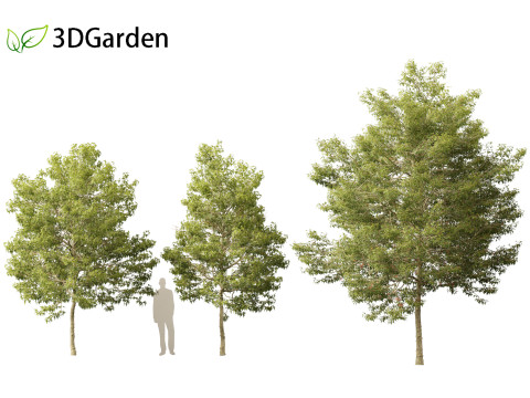 Acer buergerianum - Trident maple 3D Модель