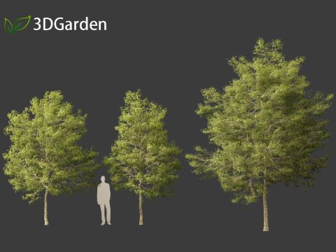 Acer buergerianum - Trident maple 3D Модель