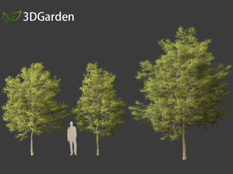 Acer buergerianum - Trident maple 3D Model