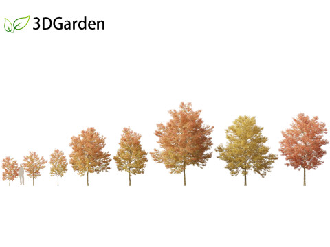 Acer buergerianum - Trident maple 02 3D Model