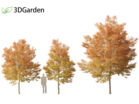 Acer buergerianum - Trident maple 02 3D Модель