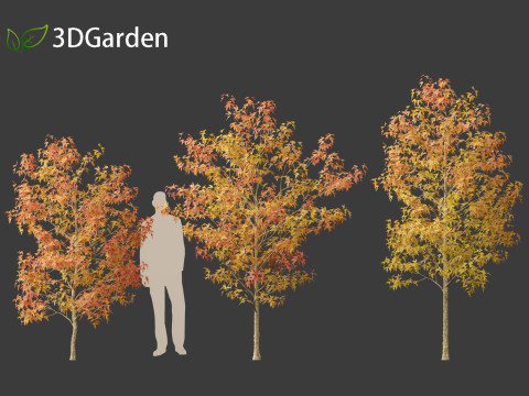 Acer buergerianum - Trident maple 02 3D Модель