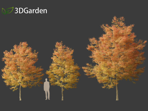 Acer buergerianum - Trident maple 02 3D Модель