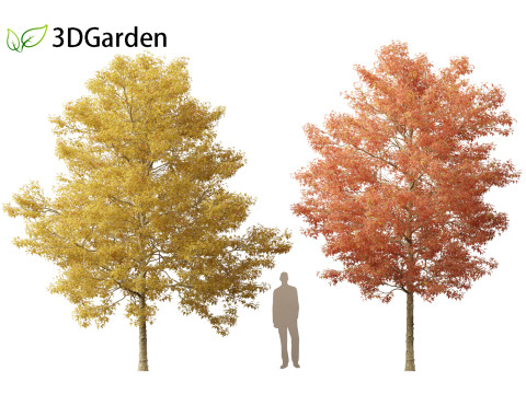 Acer buergerianum - Trident maple 02 3D Модель