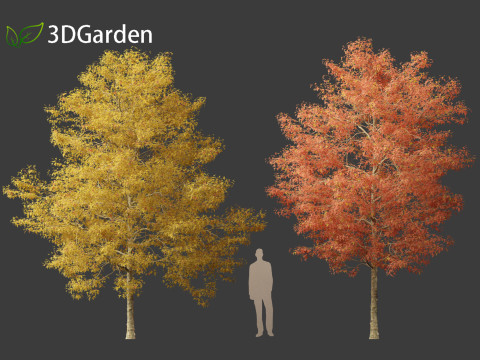 Acer buergerianum - Trident maple 02 3D Модель