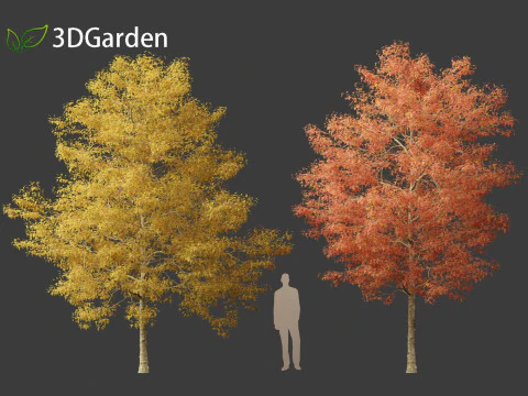 Acer buergerianum - Trident maple 02 3D Model