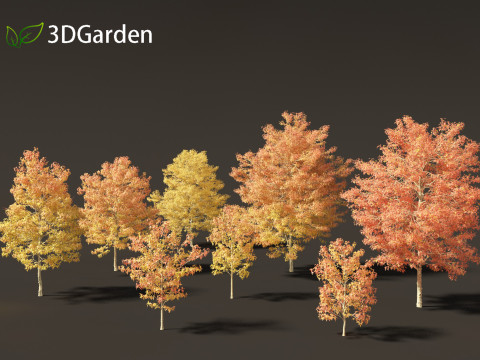 Acer buergerianum - Trident maple 02 3D Модель