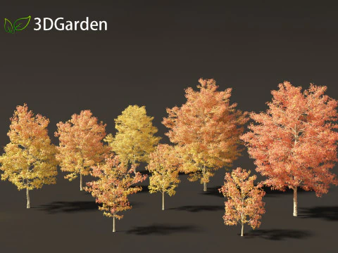 Acer buergerianum - Trident maple 02 3D Model