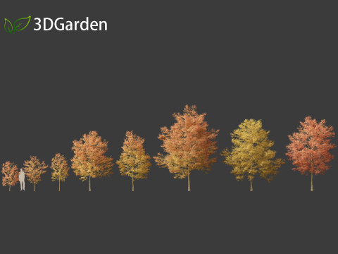 Acer buergerianum - Trident maple 02 3D Модель